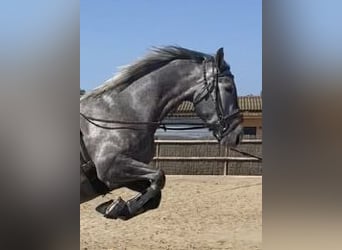 KWPN, Mare, 4 years, 16 hh, Gray