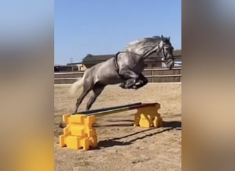 KWPN, Mare, 4 years, 16 hh, Gray