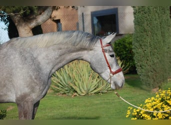 KWPN, Mare, 4 years, 16 hh, Gray