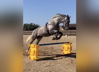 KWPN, Mare, 4 years, 16 hh, Gray