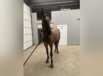 KWPN, Mare, 4 years, 16 hh, Grey-Blue-Tan