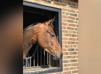 KWPN, Mare, 4 years, 16,1 hh, Bay-Dark