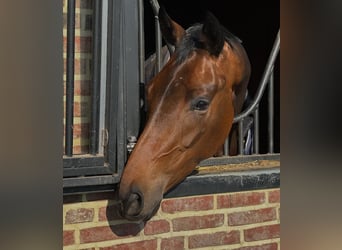 KWPN, Mare, 4 years, 16,1 hh, Bay-Dark