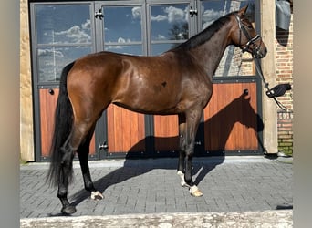 KWPN, Mare, 4 years, 16,1 hh, Bay-Dark