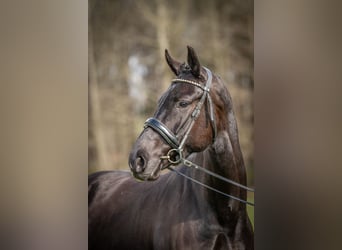 KWPN, Mare, 4 years, 16,1 hh, Black