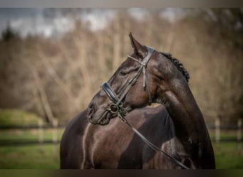 KWPN, Mare, 4 years, 16,1 hh, Black