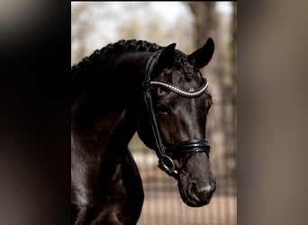 KWPN, Mare, 4 years, 16,1 hh, Black