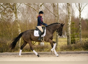 KWPN, Mare, 4 years, 16,1 hh, Black