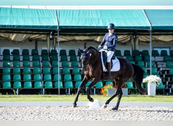 KWPN, Mare, 4 years, 16,1 hh, Black