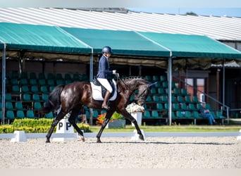 KWPN, Mare, 4 years, 16,1 hh, Black