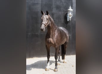 KWPN, Mare, 4 years, 16,1 hh, Black