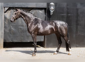 KWPN, Mare, 4 years, 16,1 hh, Black