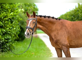KWPN, Mare, 4 years, 16,1 hh, Brown