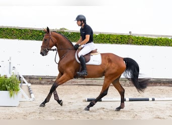 KWPN, Mare, 4 years, 16,1 hh, Brown