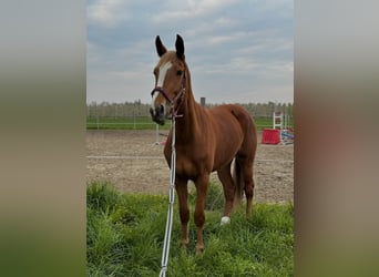 KWPN, Mare, 4 years, 16,1 hh, Chestnut-Red