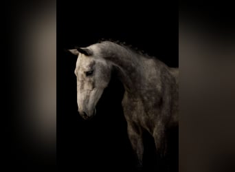 KWPN, Mare, 4 years, 16,1 hh, Grey