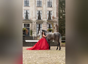 KWPN, Mare, 4 years, 16,1 hh, Grey