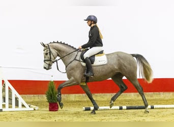 KWPN, Mare, 4 years, 16,1 hh, Grey