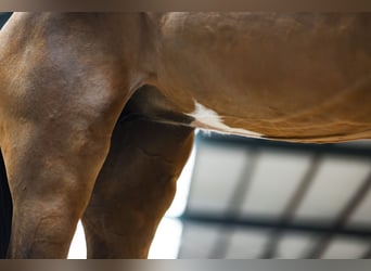 KWPN, Mare, 4 years, 16,1 hh