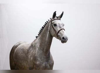 KWPN, Mare, 4 years, 16,1 hh