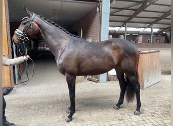 KWPN, Mare, 4 years, 16,2 hh, Bay-Dark