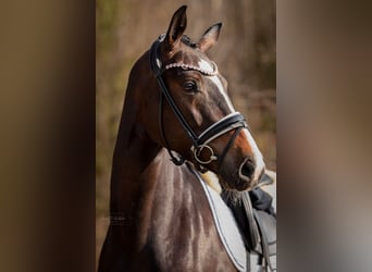 KWPN, Mare, 4 years, 16,2 hh, Bay-Dark