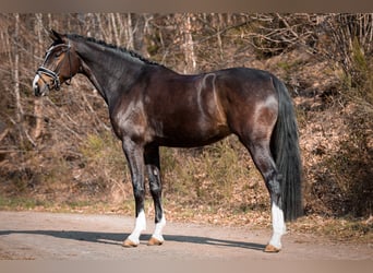 KWPN, Mare, 4 years, 16,2 hh, Bay-Dark