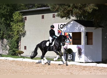 KWPN, Mare, 4 years, 16,2 hh, Black