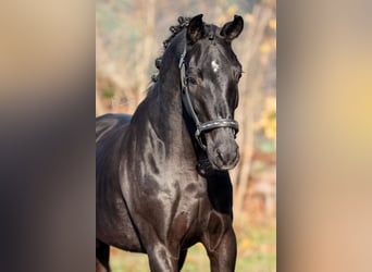 KWPN, Mare, 4 years, 16,2 hh, Black