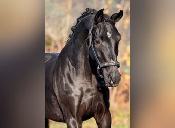 KWPN, Mare, 4 years, 16,2 hh, Black