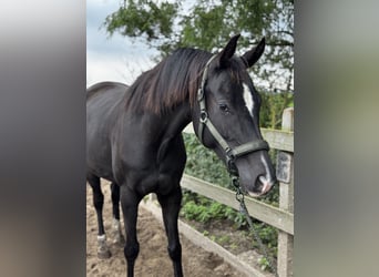 KWPN, Mare, 4 years, 16,2 hh, Black
