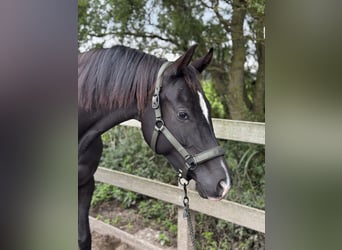 KWPN, Mare, 4 years, 16,2 hh, Black