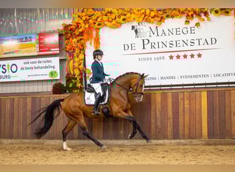 KWPN, Mare, 4 years, 16,2 hh, Brown