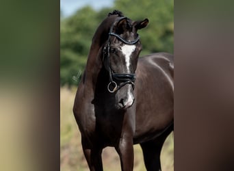 KWPN, Mare, 4 years, 16,2 hh, Brown