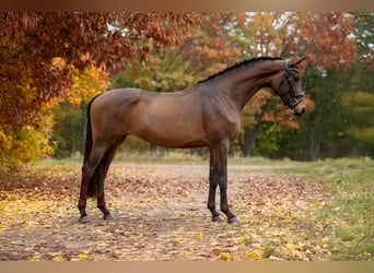 KWPN, Mare, 4 years, 16,2 hh, Brown