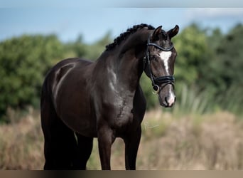 KWPN, Mare, 4 years, 16,2 hh, Brown