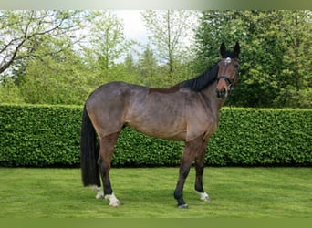 KWPN, Mare, 4 years, 16,2 hh, Brown