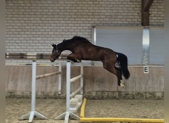 KWPN, Mare, 4 years, 16,2 hh, Brown