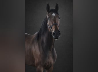 KWPN, Mare, 4 years, 16,2 hh, Brown
