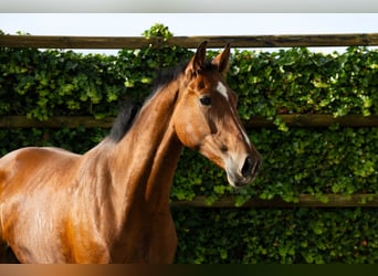 KWPN, Mare, 4 years, 16,2 hh, Brown