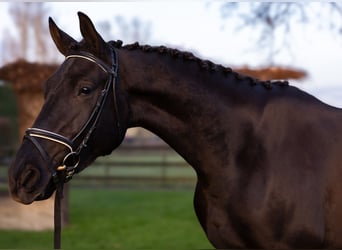 KWPN, Mare, 4 years, 16,2 hh, Smoky-Black