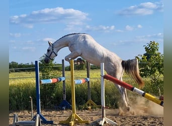 KWPN, Mare, 4 years, 16,2 hh, White
