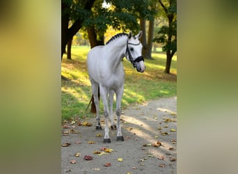 KWPN, Mare, 4 years, 16,2 hh, White