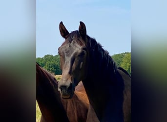 KWPN, Mare, 4 years, 16,3 hh, Bay-Dark