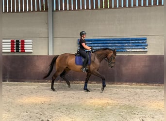 KWPN, Mare, 4 years, 16,3 hh, Brown