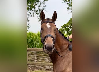 KWPN, Mare, 4 years, 16,3 hh, Brown