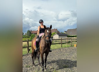 KWPN, Mare, 4 years, 16,3 hh, Brown