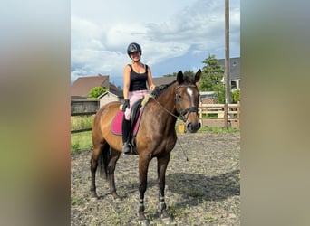 KWPN, Mare, 4 years, 16,3 hh, Brown