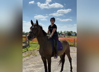 KWPN, Mare, 4 years, 16,3 hh, Brown