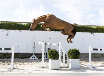 KWPN, Mare, 4 years, 16,3 hh